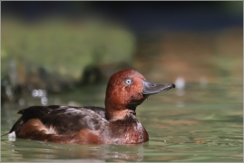<p>POLÁK MALÝ (Aythya nyroca) ZOO Ústí nad Labem</p>